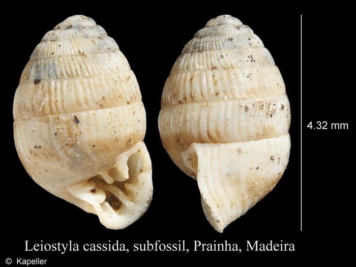 Leiostyla cassida