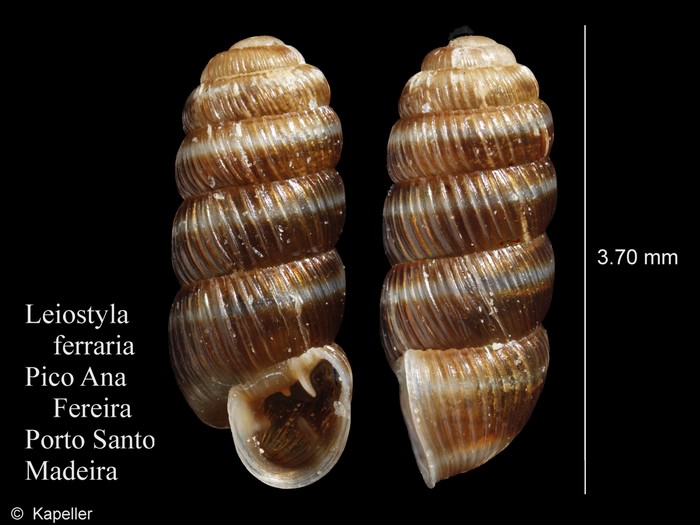 Leiostyla ferraria Leiostyla ferraria