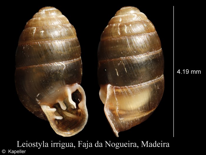 Leiostyla irrigua