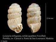 Leiostyla millegrana