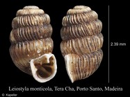 Leiostyla monticola