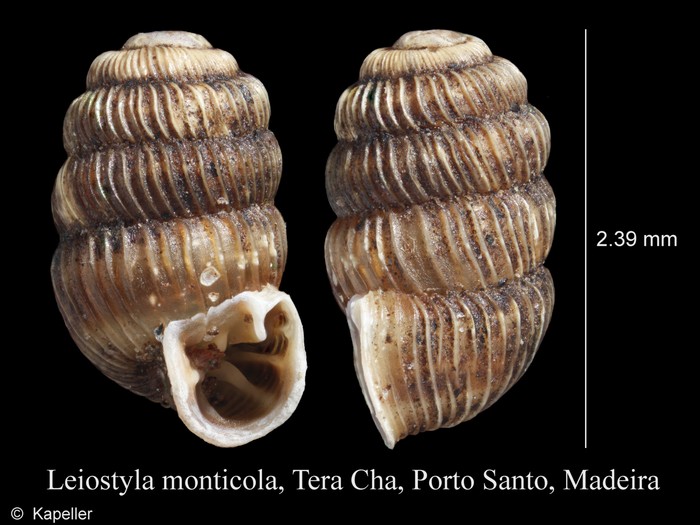 Leiostyla monticola Leiostyla monticola
