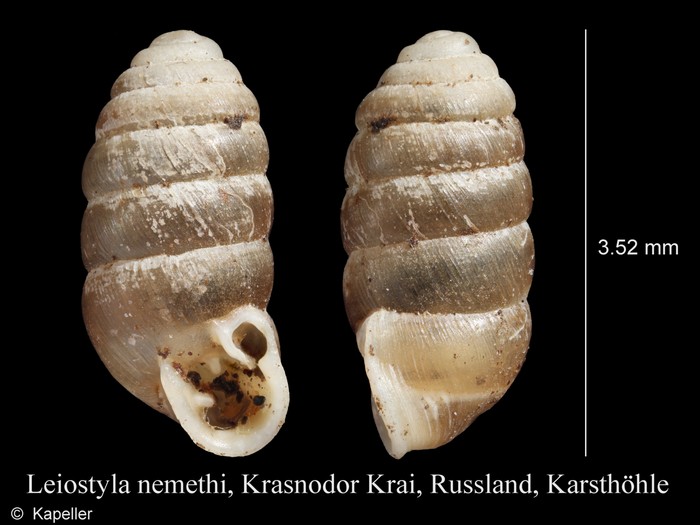 Leiostyla nemethi Leiostyla nemethi