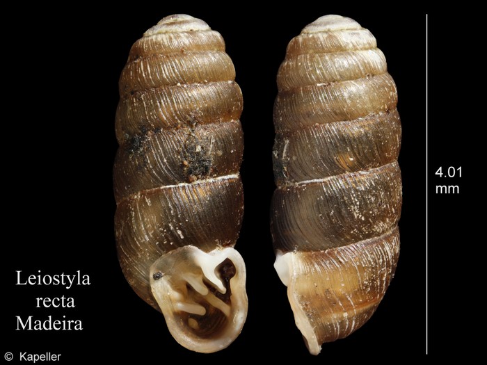 Leiostyla recta Leiostyla recta