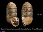 Leiostyla sphinctostoma