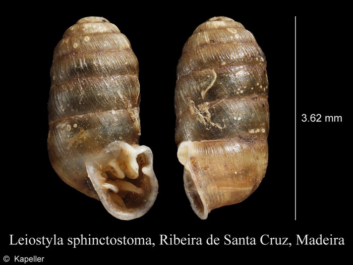 Leiostyla sphinctostoma Leiostyla sphinctostoma