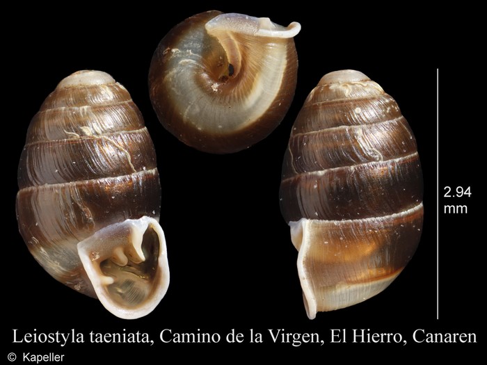 Leiostyla taeniata Leiostyla taeniata