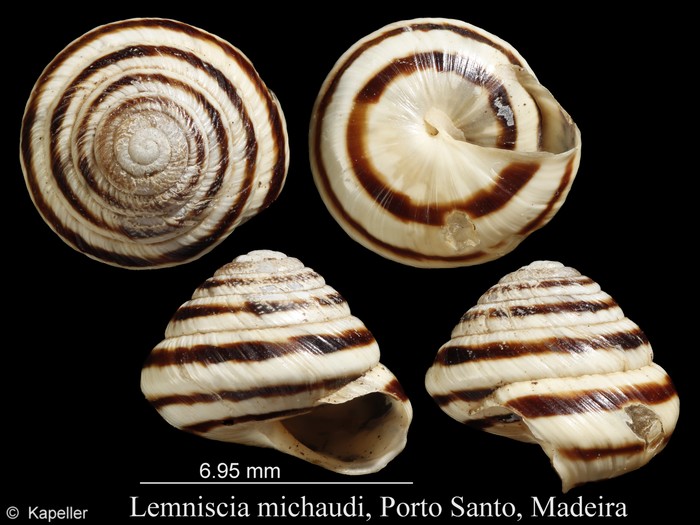 Lemniscia michaudi