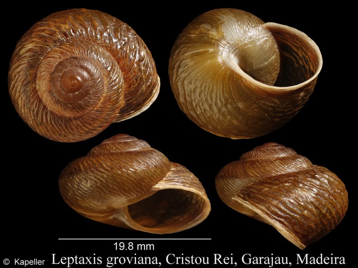 Leptaxis groviana