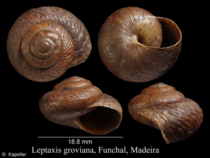 Leptaxis groviana