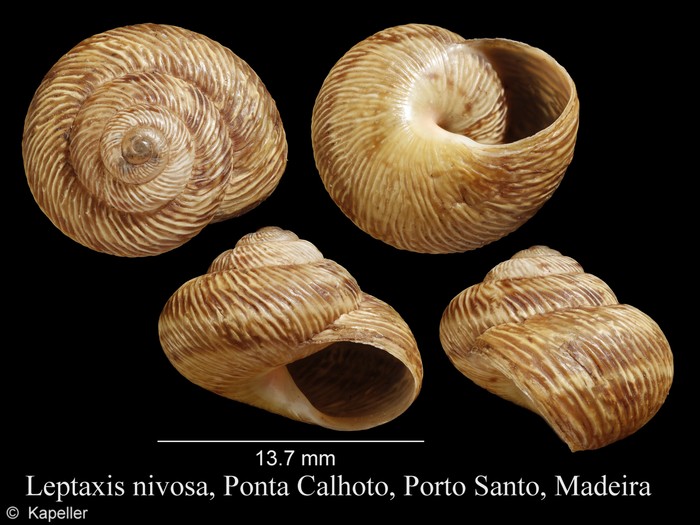 Leptaxis nivosa Leptaxis nivosa