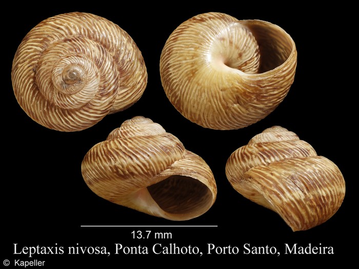 Leptaxis nivosa