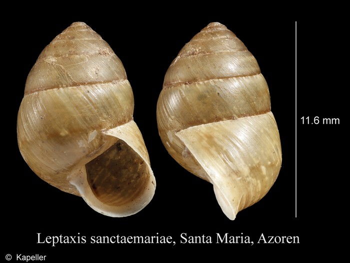 Leptaxis sanctaemariae