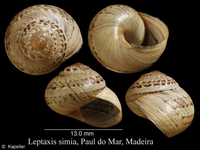 Leptaxis simia