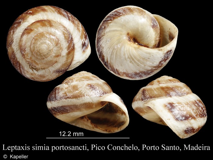 Leptaxis simia portosancti