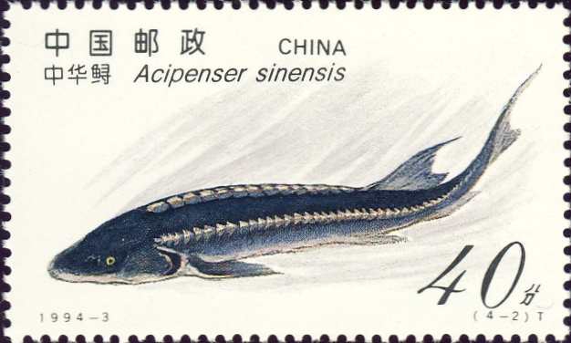 Acipenser sinensis