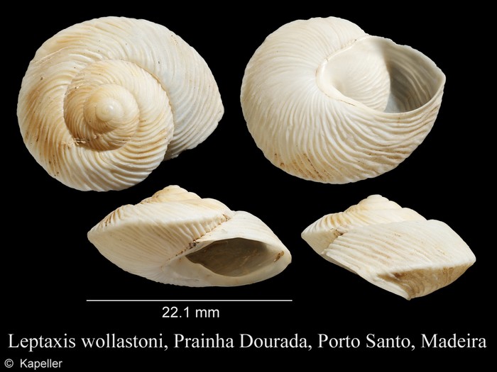 Leptaxis wollastoni