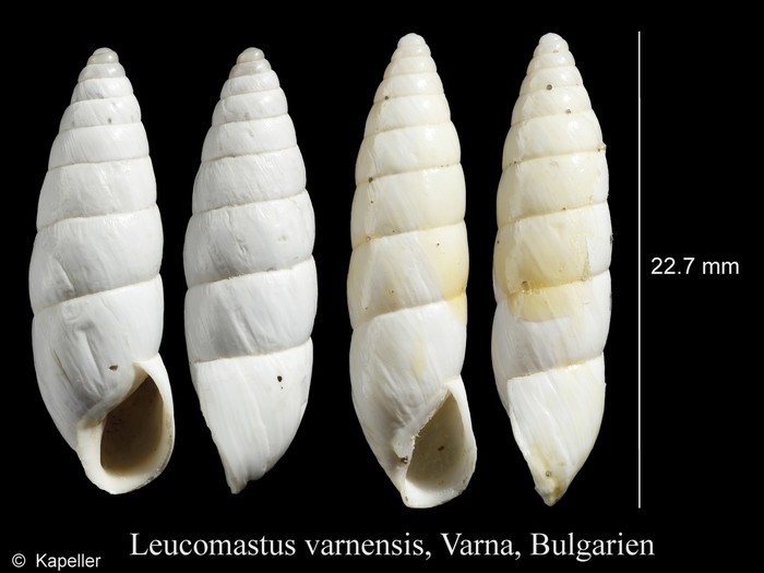 Leucomastus varnensis