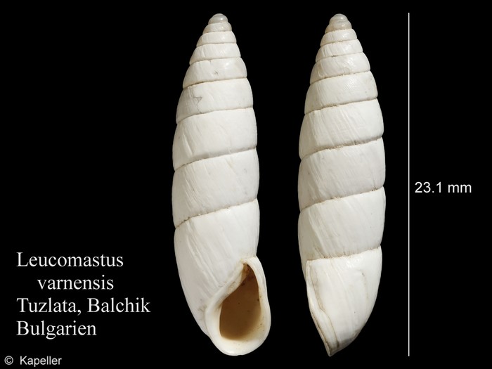 Leucomastus varnensis