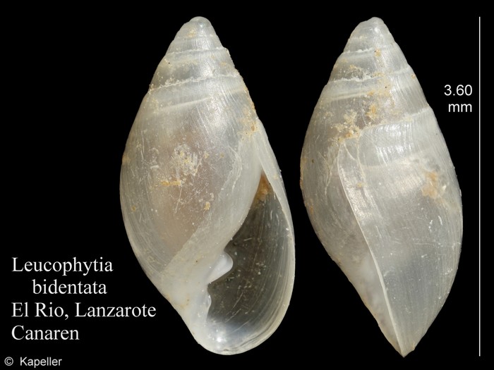 Leucophytia bidentata