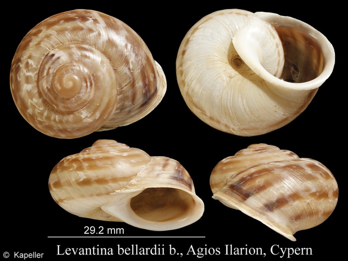 Levantina bellardi Levantina bellardi