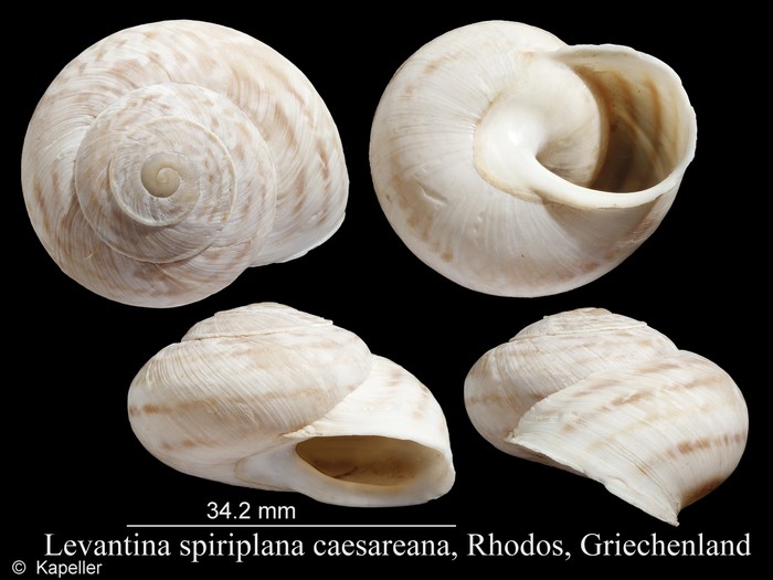 Levantina spiriplana caesareana