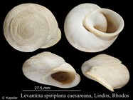 Levantina spiriplana caesareana