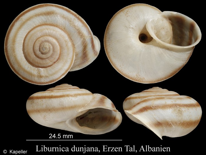 Liburnica dunjana Liburnica dunjana