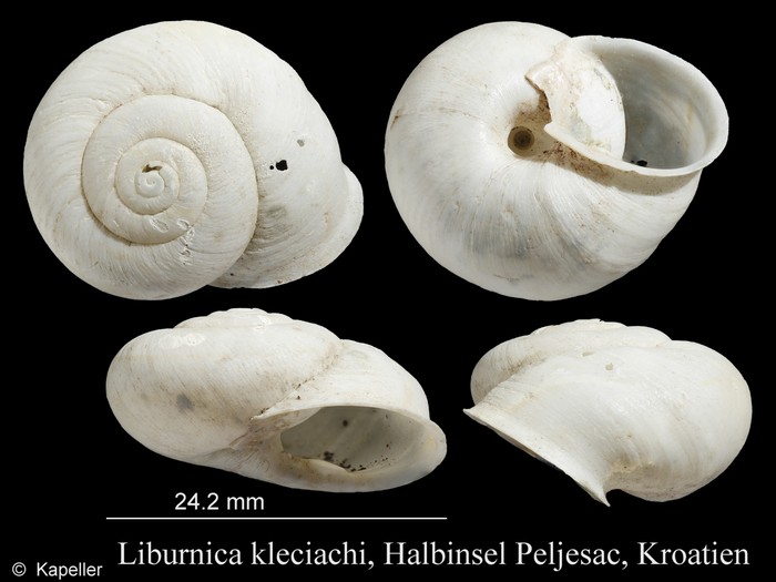 Liburnica kleciachi