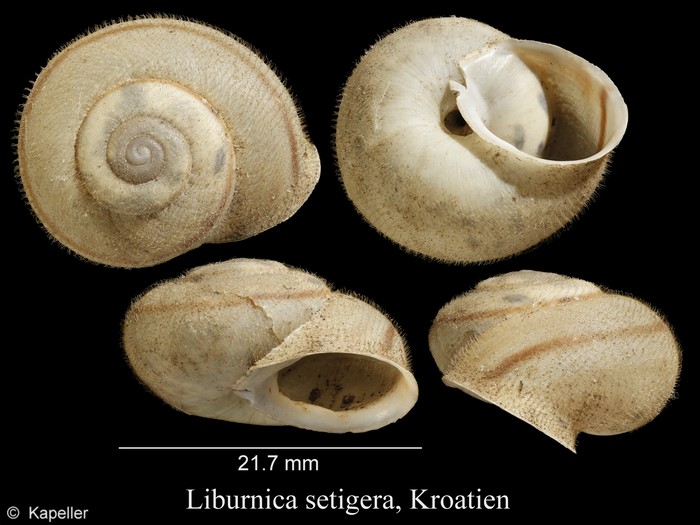 Liburnica setigera