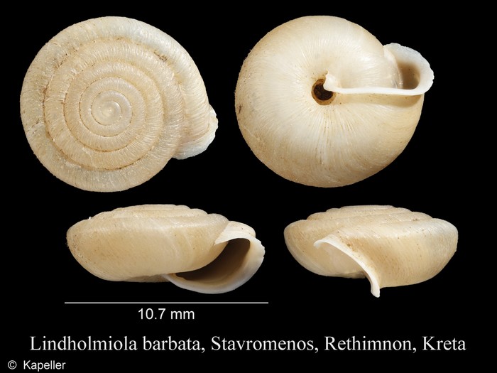 Lindholmiola barbata Lindholmiola barbata