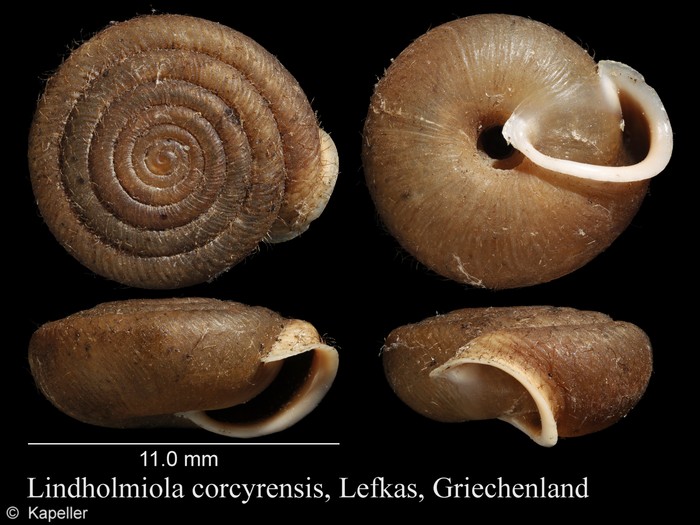 Lindholmiola corcyrensis