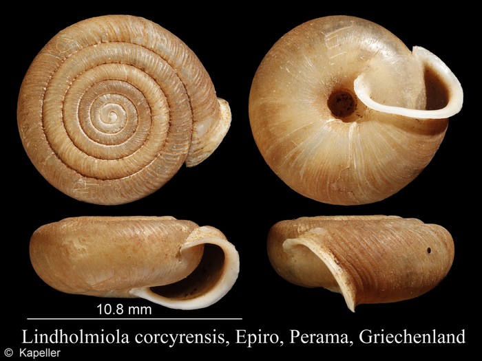 Lindholmiola corcyrensis