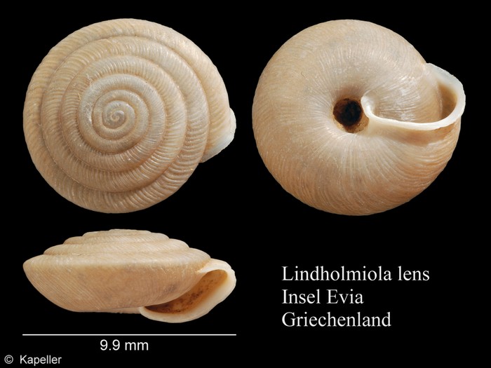 Lindholmiola lens Lindholmiola lens