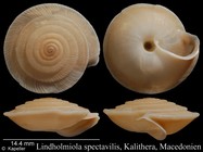 Lindholmiola spectabilis