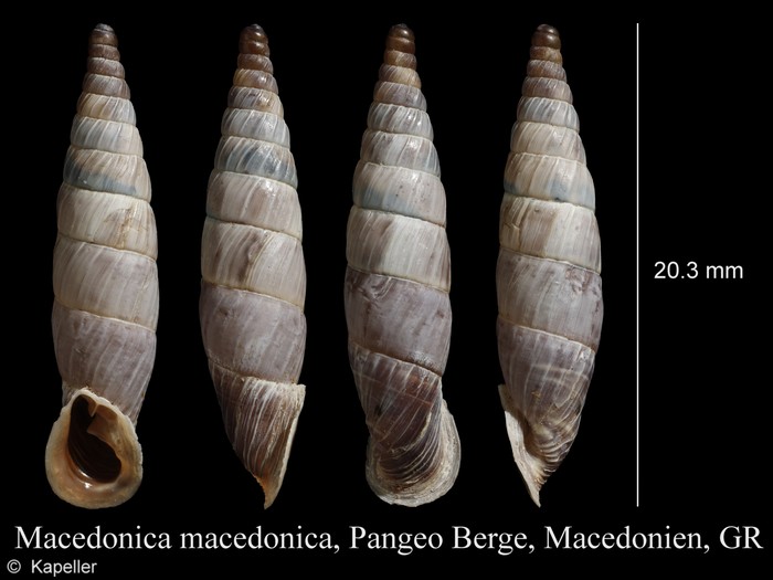 Macedonica macedonica