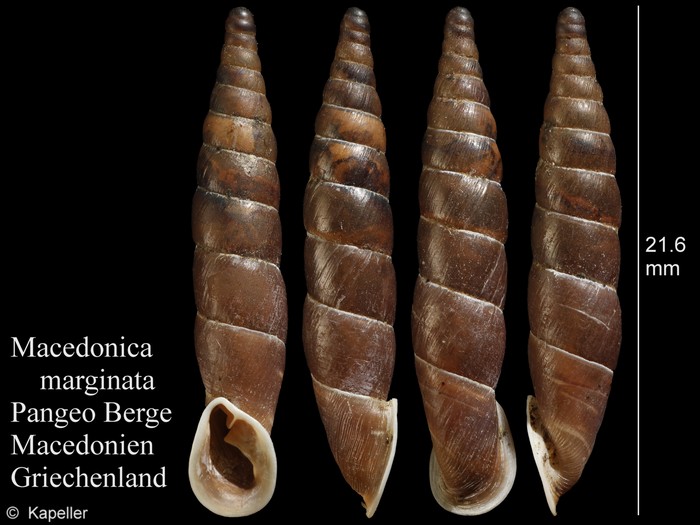 Macedonica marginata Macedonica marginata