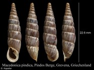 Macedonica pindica