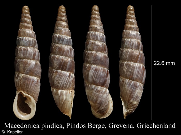 Macedonica pindica Macedonica pindica