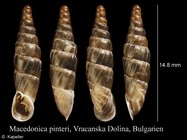 Macedonica pinteri