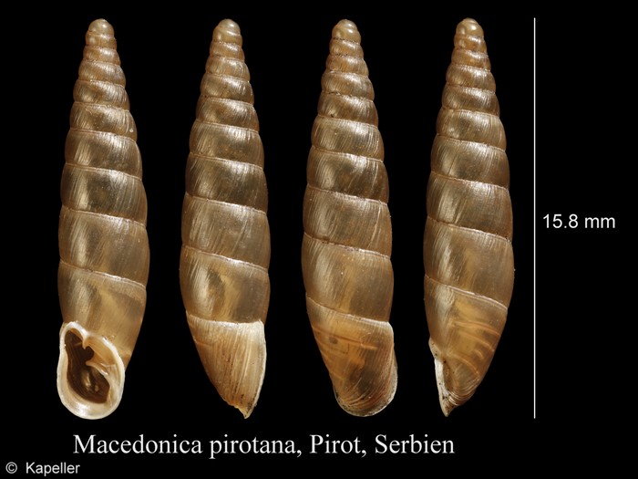 Macedonica pirotana