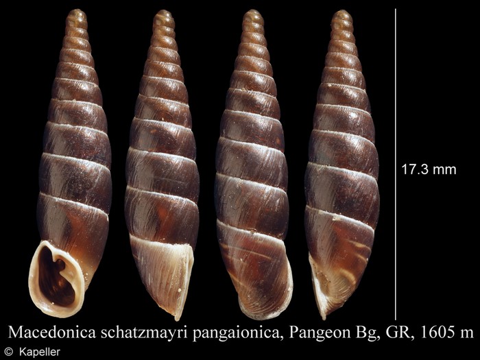 Macedonica schatzmayri