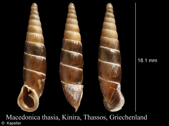 Macedonica thasia Macedonica thasia