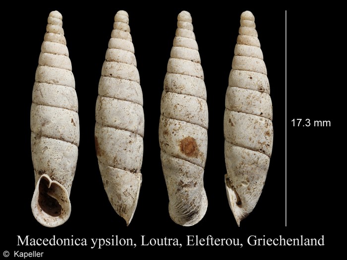 Macedonica ypsilon Macedonica ypsilon
