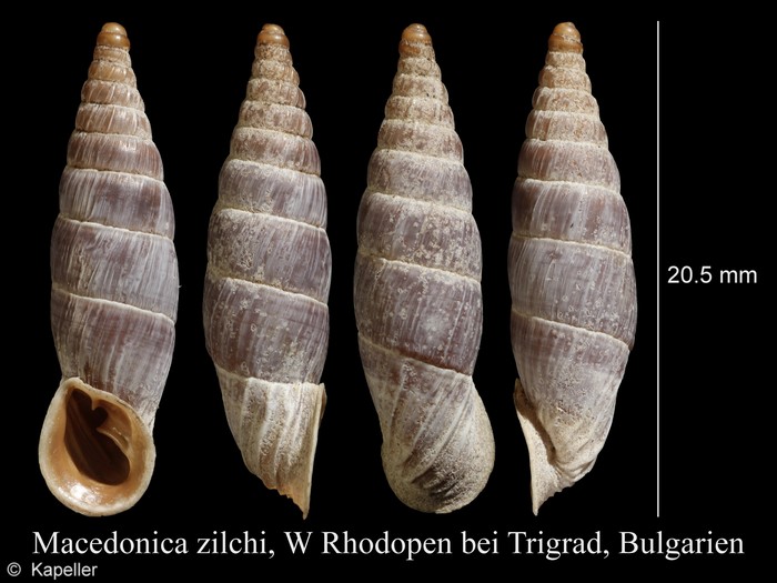 Macedonica zilchi