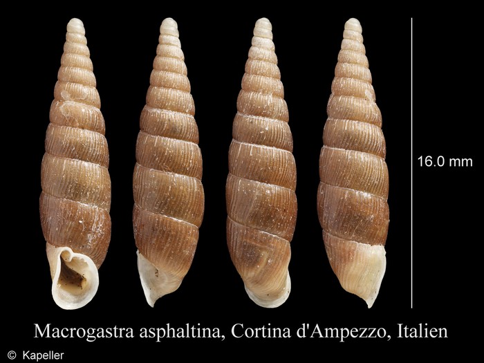 Macrogastra asphaltina Macrogastra asphaltina