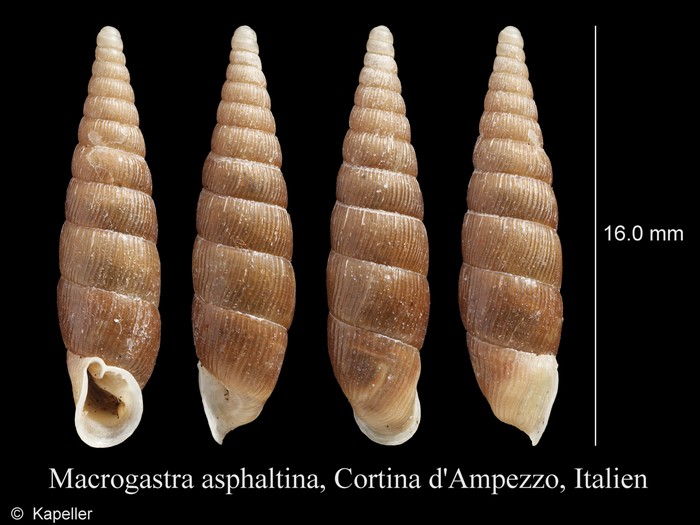 Macrogastra asphaltina