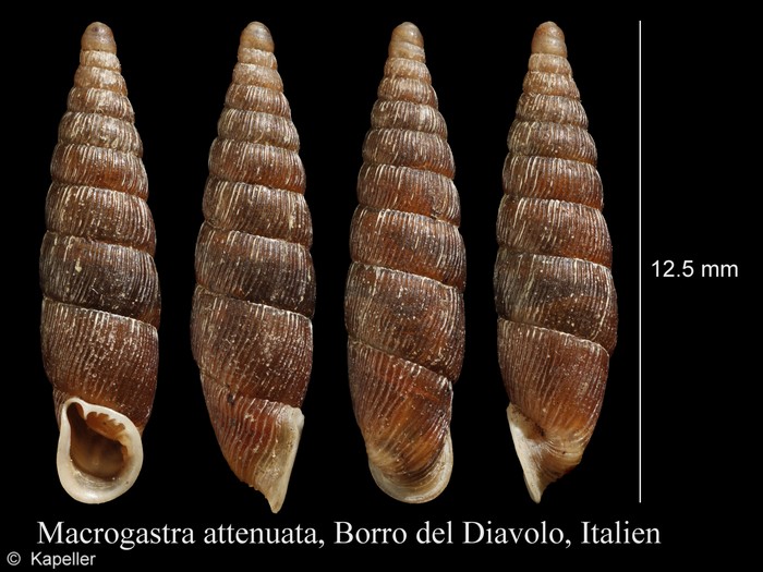 Macrogastra attenuata Macrogastra attenuata