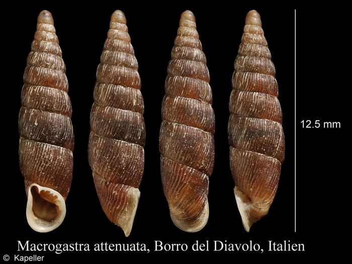 Macrogastra attenuata