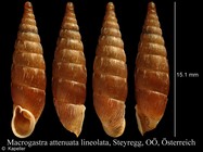 Macrogastra attenuata lineolata